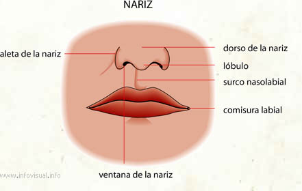 Nariz (Diccionario visual)